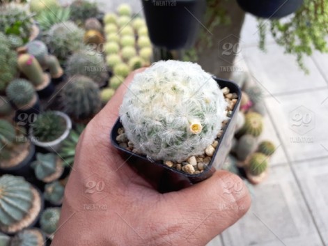 stock-photo-nature-garden-plant-cactus-lifestyle-design-succulent-give-flower-blooming-a1906ea3-ef74-441b-b328-5bc277077a7e